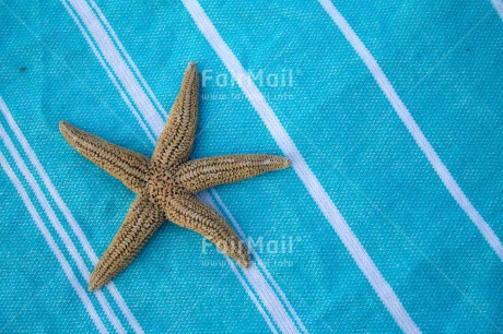 Fair Trade Photo Colour image, Holiday, Horizontal, Peru, South America, Starfish, Summer