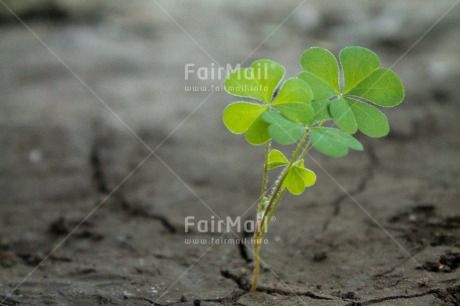 Fair Trade Photo Agriculture, Colour image, Drought, Good luck, Growth, Horizontal, Nature, Peru, Plant, South America, Sustainability, Trefoil, Values, Water