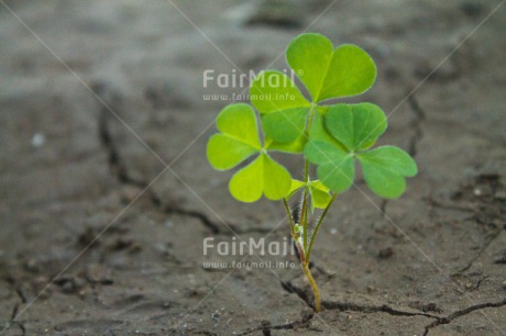 Fair Trade Photo Agriculture, Colour image, Drought, Good luck, Growth, Horizontal, Nature, Peru, Plant, South America, Sustainability, Trefoil, Values, Water