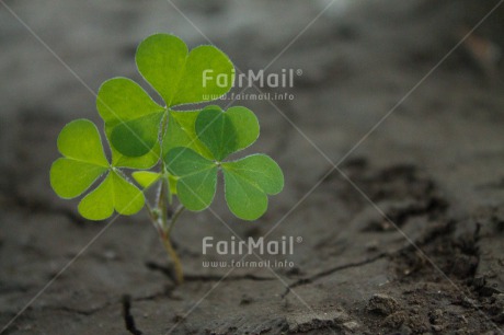 Fair Trade Photo Agriculture, Colour image, Drought, Environment, Good luck, Green, Growth, Horizontal, Nature, Strength, Sustainability, Trefoil, Values, Water