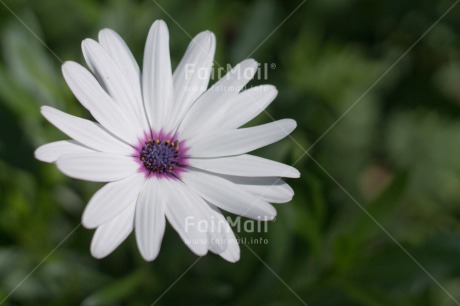 Fair Trade Photo Colour image, Condolence-Sympathy, Flower, Horizontal, Mothers day, Nature, Outdoor, Peru, Purple, South America, White