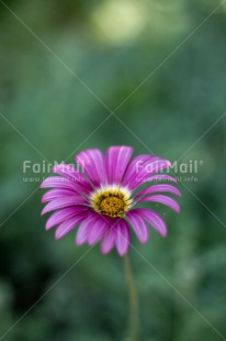Fair Trade Photo Colour image, Flower, Mothers day, Nature, Outdoor, Peru, Pink, Purple, South America, Vertical