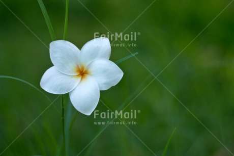 Fair Trade Photo Colour image, Flower, Horizontal, Mothers day, Nature, Peru, South America