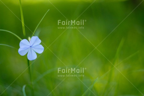 Fair Trade Photo Colour image, Condolence-Sympathy, Flower, Green, Horizontal, Mothers day, Nature, Outdoor, Peru, Purple, South America