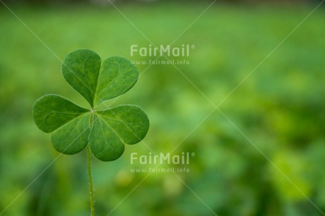 Fair Trade Photo Colour image, Exams, Good luck, Green, Horizontal, Leaf, Peru, South America, Trefoil