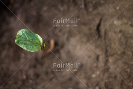 Fair Trade Photo Agriculture, Care, Colour image, Drought, Environment, Green, Growth, Hand, Horizontal, Plant, Strength, Sustainability, Values, Water