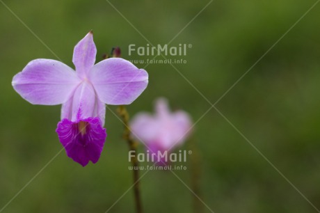 Fair Trade Photo Colour image, Flower, Horizontal, Mothers day, Nature