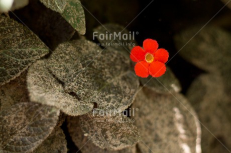 Fair Trade Photo Colour image, Flower, Horizontal, Mothers day, Nature