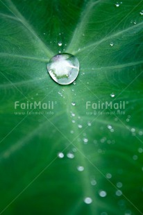 Fair Trade Photo Colour image, Condolence-Sympathy, Green, Leaf, Nature, Peru, South America, Sustainability, Transparency, Transparent, Values, Vertical, Water, Waterdrop