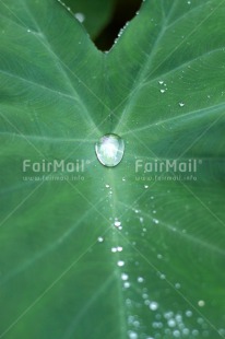 Fair Trade Photo Colour image, Condolence-Sympathy, Green, Leaf, Nature, Peru, South America, Sustainability, Transparency, Transparent, Values, Vertical, Water, Waterdrop