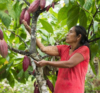 Fair Trade Photo Agriculture, Cacao, Chocolate, Colour image, Fair trade, Farmer, Food and alimentation, Harvest, Horizontal, One woman, People, Peru, South America, Tree