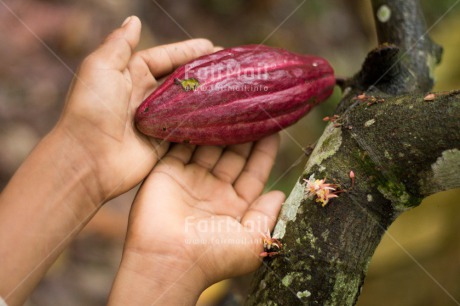 Fair Trade Photo Agriculture, Cacao, Chocolate, Colour image, Fair trade, Food and alimentation, Hand, Harvest, Horizontal, Peru, South America, Tree