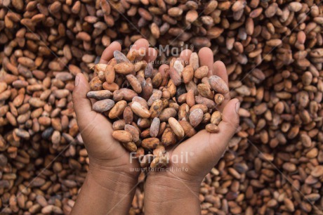 Fair Trade Photo Agriculture, Cacao, Chocolate, Colour image, Fair trade, Food and alimentation, Hand, Harvest, Horizontal, Peru, South America