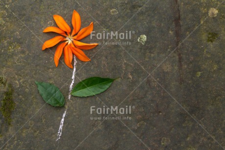 Fair Trade Photo Colour image, Flower, Horizontal, Peru, South America