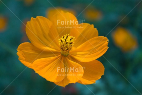 Fair Trade Photo Closeup, Colour image, Flower, Horizontal, Mothers day, Shooting style, Yellow