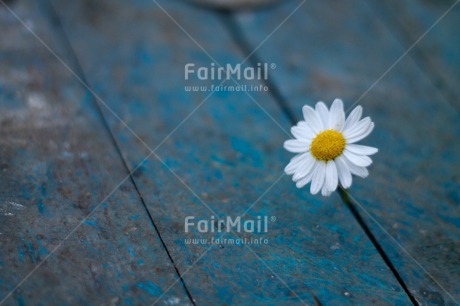 Fair Trade Photo Colour image, Daisy, Flower, Horizontal, Mothers day, Nature, Outdoor, Peru, Seasons, South America, Spring, Summer, White