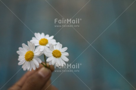 Fair Trade Photo Colour image, Daisy, Flower, Horizontal, Mothers day, Nature, Outdoor, Peru, Seasons, South America, Spring, Summer, White
