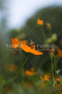 Fair Trade Photo Animals, Bee, Colour image, Environment, Flower, Food and alimentation, Fruits, Insect, Orange, Peru, South America, Sustainability, Values, Vertical