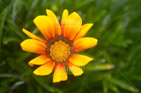 Fair Trade Photo Colour image, Flower, Horizontal, Mothers day, Peru, South America, Yellow