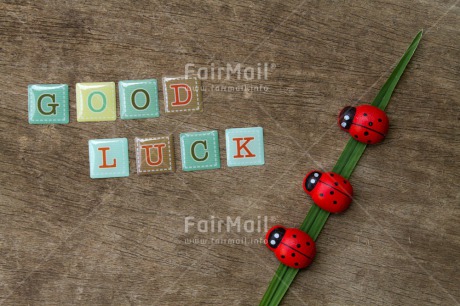 Fair Trade Photo Colour image, Exams, Good luck, Horizontal, Ladybug, Peru, South America