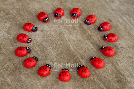 Fair Trade Photo Colour image, Exams, Good luck, Horizontal, Ladybug, Peru, South America