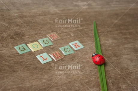 Fair Trade Photo Colour image, Good luck, Green, Horizontal, Ladybug, Peru, Red, South America