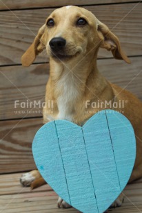 Fair Trade Photo Animals, Colour image, Cute, Dog, Friendship, Heart, Love, Mothers day, Peru, South America, Valentines day, Vertical