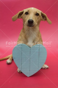 Fair Trade Photo Animals, Colour image, Cute, Dog, Friendship, Heart, Love, Mothers day, Peru, South America, Valentines day, Vertical