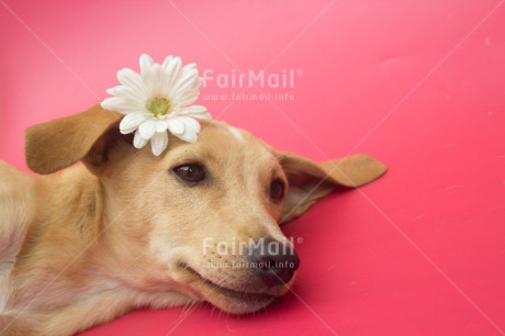 Fair Trade Photo Animals, Colour image, Cute, Dog, Flower, Horizontal, Love, Mothers day, Peru, Sorry, South America, Valentines day