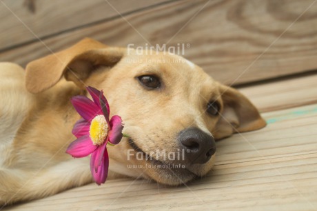 Fair Trade Photo Animals, Colour image, Cute, Dog, Flower, Horizontal, Love, Mothers day, Peru, Sorry, South America, Valentines day