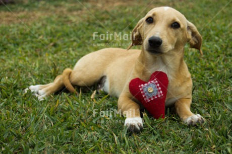 Fair Trade Photo Animals, Colour image, Dog, Heart, Horizontal, Love, Peru, Sorry, South America, Valentines day