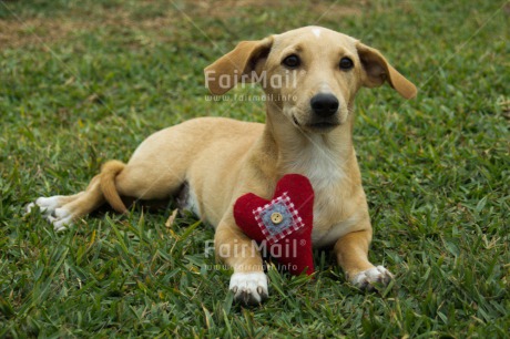 Fair Trade Photo Animals, Colour image, Dog, Heart, Horizontal, Love, Peru, Sorry, South America, Valentines day