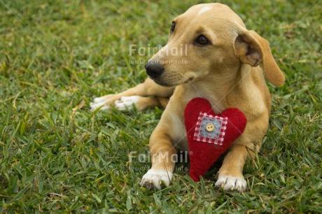 Fair Trade Photo Animals, Colour image, Dog, Heart, Horizontal, Love, Peru, Sorry, South America, Valentines day