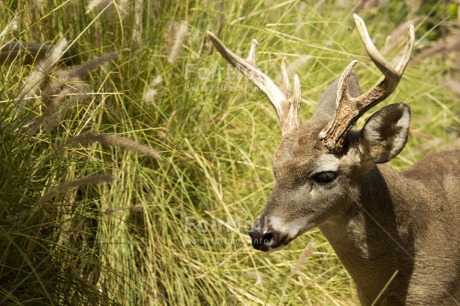 Fair Trade Photo Colour image, Horizontal, Nature, Peru, Reindeer, South America