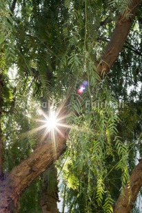 Fair Trade Photo Artistique, Colour image, Condolence-Sympathy, Forest, Green, Light, Nature, Peru, South America, Spirituality, Tree, Vertical