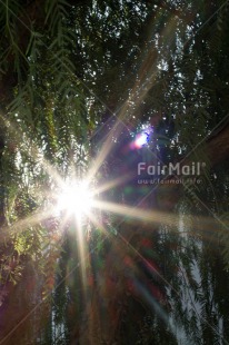 Fair Trade Photo Artistique, Colour image, Condolence-Sympathy, Forest, Green, Light, Nature, Peru, South America, Spirituality, Tree, Vertical