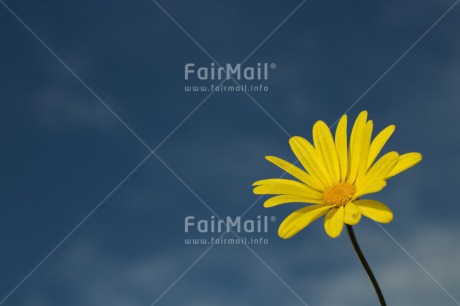 Fair Trade Photo Blue, Clouds, Colour image, Condolence-Sympathy, Flower, Horizontal, Mothers day, Peru, Sky, South America, Summer, Yellow