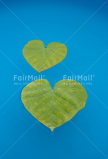 Fair Trade Photo Blue, Colour image, Condolence-Sympathy, Green, Heart, Leaf, Love, Peru, South America, Valentines day, Vertical