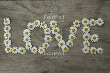 Fair Trade Photo Colour image, Daisy, Flower, Horizontal, Love, Marriage, Peru, South America, Valentines day, Wedding