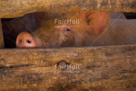 Fair Trade Photo Agriculture, Animals, Colour image, Funny, Horizontal, Peru, Pig, South America