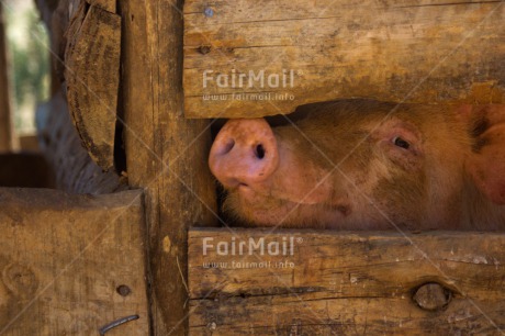 Fair Trade Photo Agriculture, Animals, Colour image, Funny, Horizontal, Peru, Pig, South America