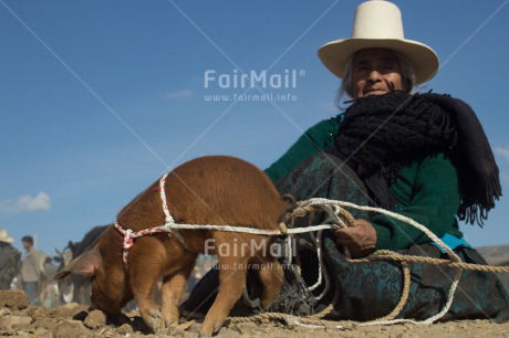 Fair Trade Photo Agriculture, Animals, Clothing, Colour image, Ethnic-folklore, Hat, Horizontal, Market, One woman, People, Peru, Pig, Rural, Sombrero, South America, Traditional clothing