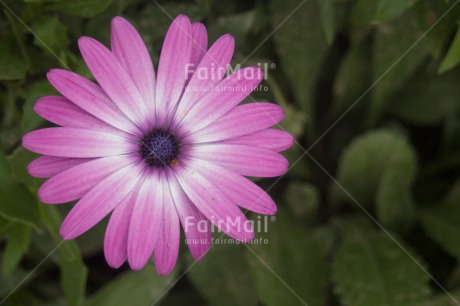 Fair Trade Photo Colour image, Flower, Horizontal, Mothers day, Peru, South America