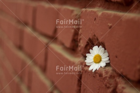 Fair Trade Photo Artistique, Colour image, Daisy, Flower, Horizontal, Peru, South America, Wall