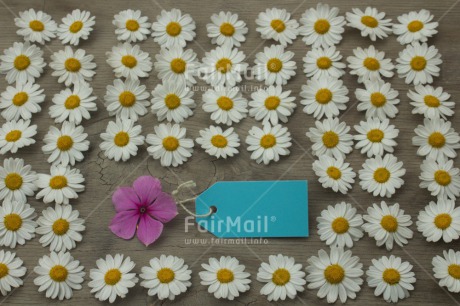 Fair Trade Photo Colour image, Daisy, Flower, Friendship, Horizontal, Mothers day, Peru, Sorry, South America, Thank you, Valentines day