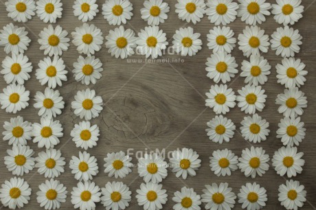 Fair Trade Photo Colour image, Daisy, Flower, Friendship, Horizontal, Mothers day, Peru, Sorry, South America, Thank you, Valentines day