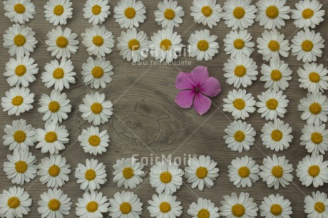 Fair Trade Photo Colour image, Daisy, Flower, Friendship, Horizontal, Mothers day, Peru, Sorry, South America, Thank you, Valentines day