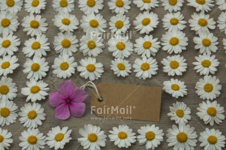 Fair Trade Photo Colour image, Daisy, Flower, Friendship, Horizontal, Mothers day, Peru, Sorry, South America, Thank you, Valentines day