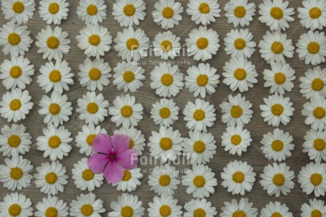 Fair Trade Photo Colour image, Daisy, Flower, Friendship, Horizontal, Mothers day, Peru, Sorry, South America, Thank you, Valentines day