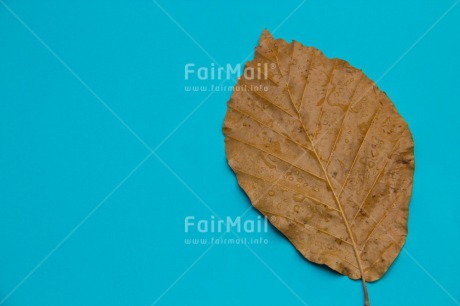 Fair Trade Photo Autumn, Colour image, Condolence-Sympathy, Horizontal, Leaf, Peru, Seasons, South America